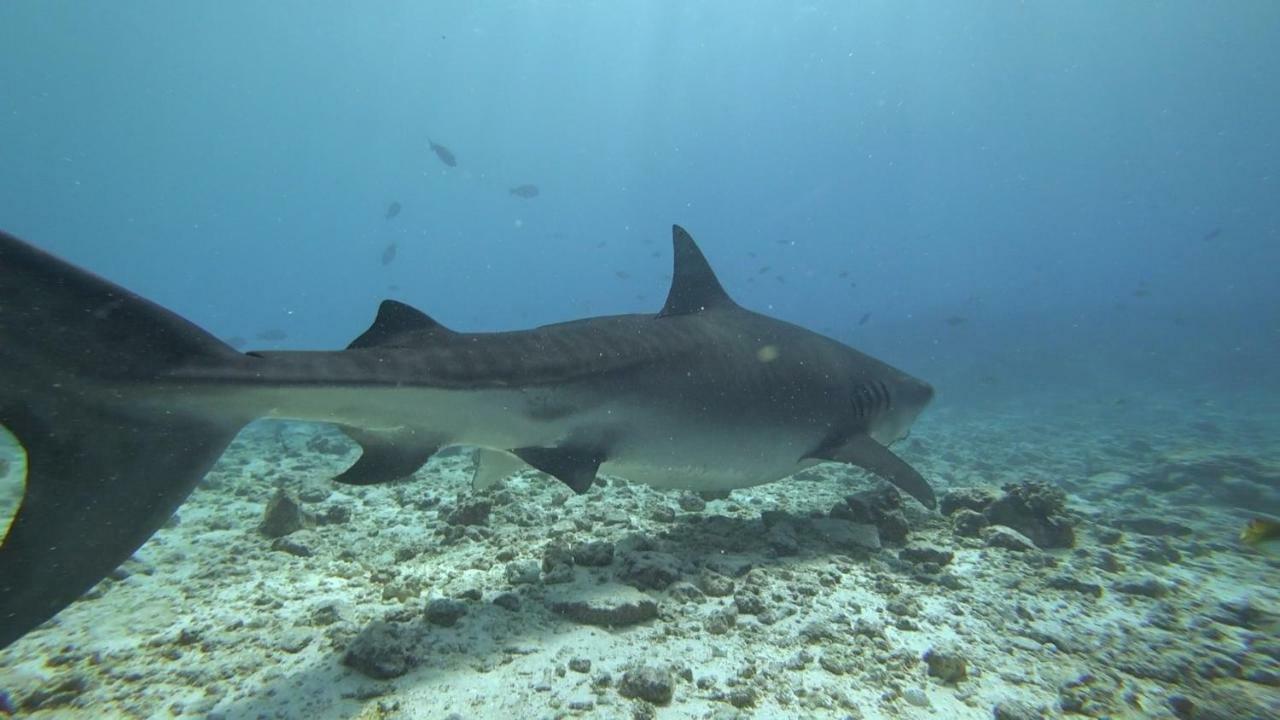 Equatorial Divers Lodge Feydhoo Exterior photo